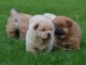 Magnifiques Chiots Chow Chow Pure Race Pedigree