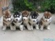 Superbes Chiots Siberian Husky Pure Race 