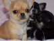 Superbes Chiots Chihuahua Pure Race Poils Courts Taille Standard