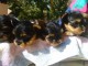 Superbes Chiots Yorkshire Terrier Pure Race 