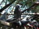Perroquets Gris du Gabon Eam Parleurs
