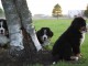 Chiots bouvier bernois inscrits au lof