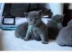 Superbes Chatons Chartreux Pure Race Pedigree