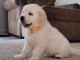 Chiots Golden Retrievers 