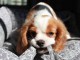 Magnifiques cavalier King Charles