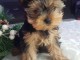 Magnifique chiots yorkshire terrier