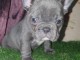 Chiots bouledogue Francais blue pour bonne maison