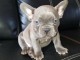 Chiots bouledogue Francais pour blue bonne maison