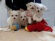 Magnifique Chiot BICHON FRISE Pure Race LOF