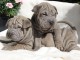 Chiots shar pei pour bonne famille