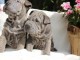 Chiots shar pei pour bonne famille