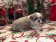 Chiots shih  tzu pour bonne maison