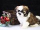 Chiots shih  tzu pour bonne maison