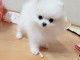 Adorables chiots Spitz nain 