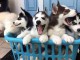 Portée 6 chiots husky de Sibérie inscrits au LOF