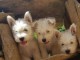 2 Chiots westie sur une portée de 5 lof