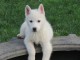 Chiots berger blanc suisse sont nés d