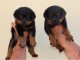 Magnifiques chiots Yorkshire Terrier femelles issues d