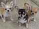 5 magnifique chiots chihuahua lof