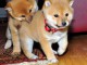 3 chiots shiba inu inscrit au Lof 