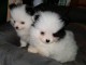 Chiots spitz nain d