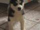 Femelle husky de sibérien a disponible de suite 