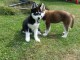 A donner Chiots husky Sibérien aux yeux bleu 