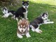 A donner Chiots husky Sibérien aux yeux bleu 