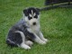 A donner Chiots husky Sibérien aux yeux bleu 