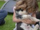 A donner Chiots husky Sibérien aux yeux bleu 
