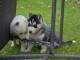 A donner Chiots husky Sibérien aux yeux bleu 