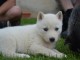 A donner Chiots husky Sibérien aux yeux bleu 