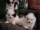 Adorable Chiots spitz nain lof d