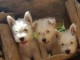 portée de 4 chiots Westi Terrier,