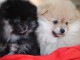 Magnifiques Chiots Spitz Nain Poméranien Pure Race,