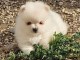 Adorable chiots spitz nain lof d