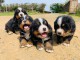 Magnifiques chiots Bouvier Bernois Pure Race