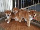 Sublimes Chiots Shiba Inu Pure Race et Pedigree 