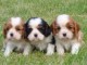Adorables Chiots Cavelier King Charles Pure Race,