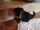 Superbes Chiots Yorkshire Terrier Pure Race