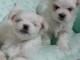  Adorables Chiots Bichon Maltais Pure Race 