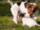 Sublimes Chiots Jack Russel Pure Race,