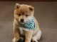 Adorables bébés shiba inu 4 femelles 5 mâles