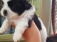 Magnifiques chiots shih tzu males et femelles