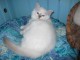 chatons Ragdoll disponibles de suite,