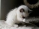 Une portée de 4 chatons ragdoll est née.