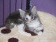 7 chatons de race maine coon loof