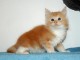 isponibles pour la réservation le mâle Main Coon lof.