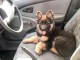 Disponible de suite chiot berger allemand LOF