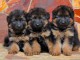 chiot berger allemand LOF